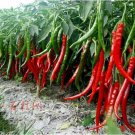 Super Chili Pepper Seeds Great For Cooking