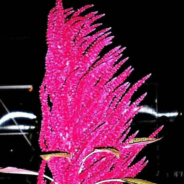 Red Blaze Amaranth Seeds 56 Ft Tall Huge Firered Flower Plumes