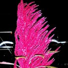 Red Blaze Amaranth Seeds 56 Ft Tall Huge Firered Flower Plumes