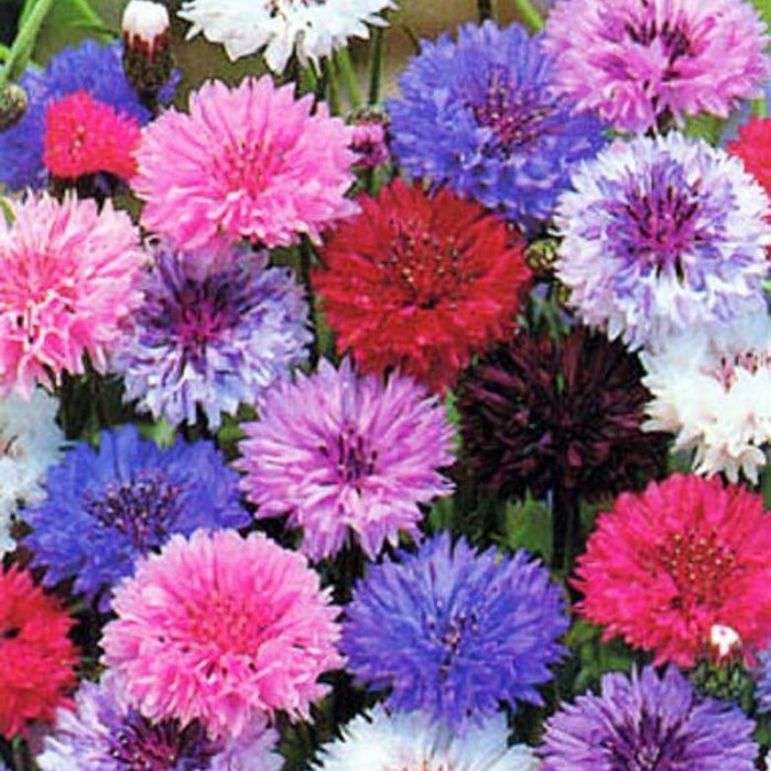 Bachelors Button Tall Mixed Color Seeds