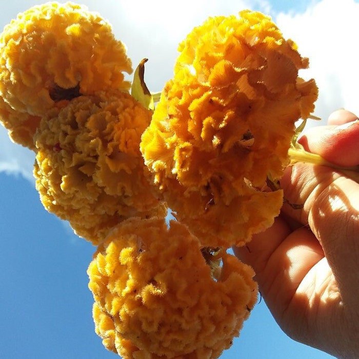 Bright Yellow Brain Celosia Seeds