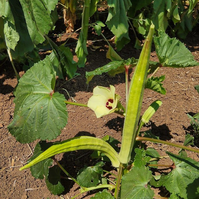 Burmese Okra Seeds