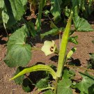 Burmese Okra Seeds