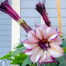 Ballerina Purple Devil Trumpet Seeds