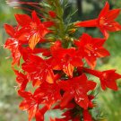 Standing Cypress Seeds Great Hummingbird Plant