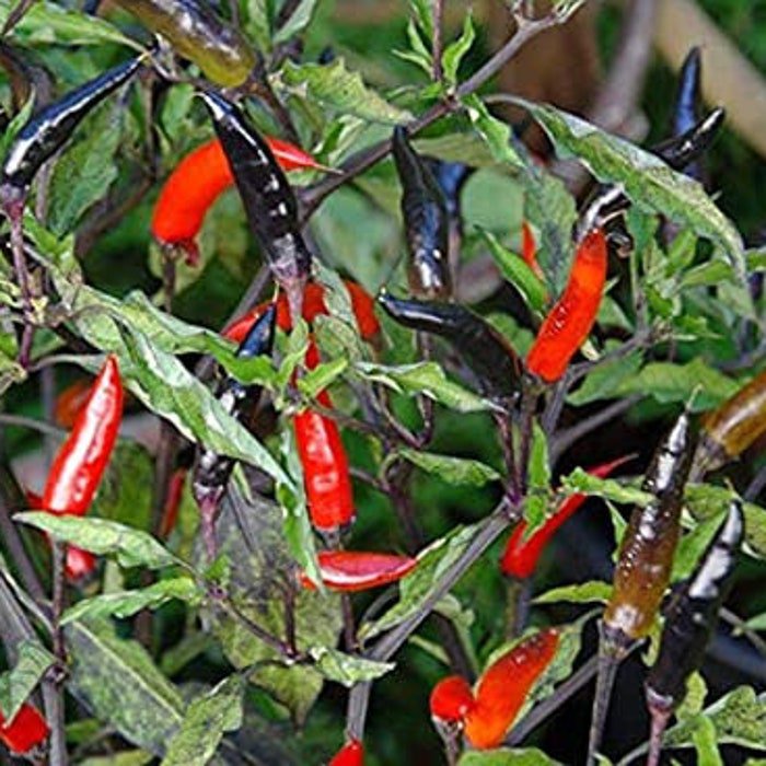Maui Purple Pepper Seeds