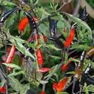 Maui Purple Pepper Seeds