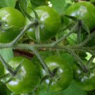 Green Cherry Tomato Seeds