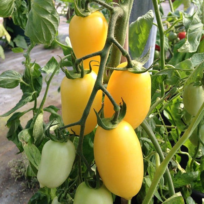 Cream Sausage Tomato Seeds