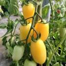 Cream Sausage Tomato Seeds