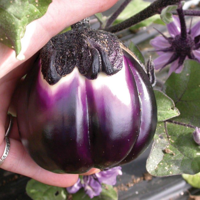 Prosperosa Eggplant Seeds