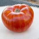 Solar Flare Tomato Seeds