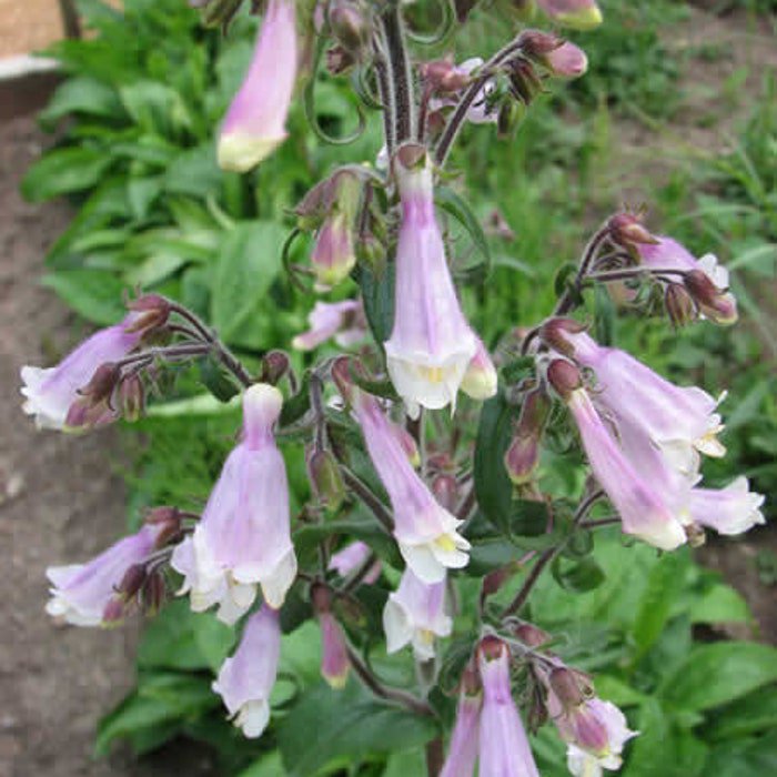 Hairy Beardtonguepenstemonhirsutus Seeds