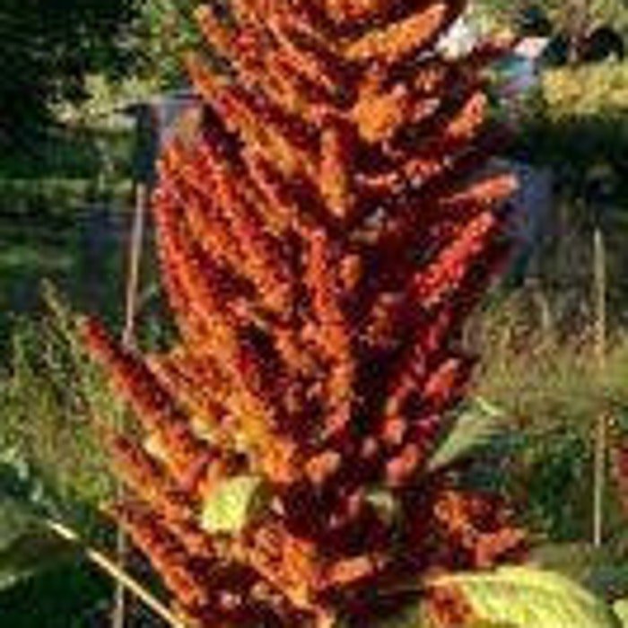 Chinese Orange Giant Amaranth Seeds