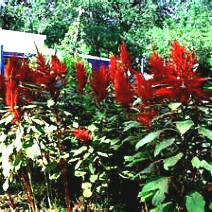 Amaranth 6 Ft Tall Red Seeds