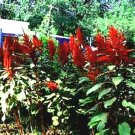 Amaranth 6 Ft Tall Red Seeds