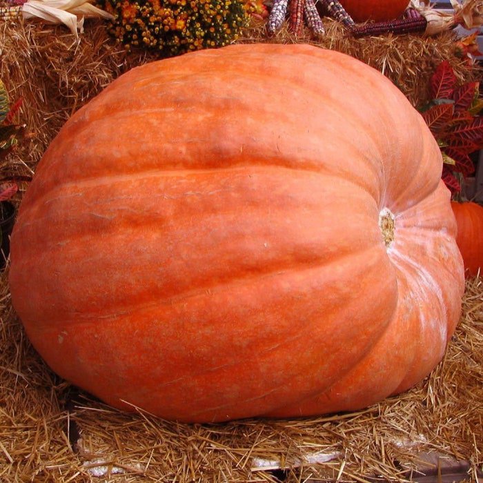 Mammoth DillS Atlantic Giant Pumpkin Seeds