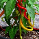 Corbaci Sweet Pepper Seeds