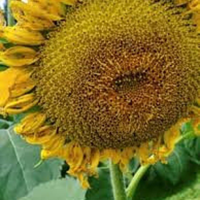 Super Snack Sunflower Seeds