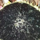 Mammoth Black Seeded Sunflower Seeds