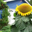 Mongolian Giant Sunflower Seeds Massive Seeds & Heads