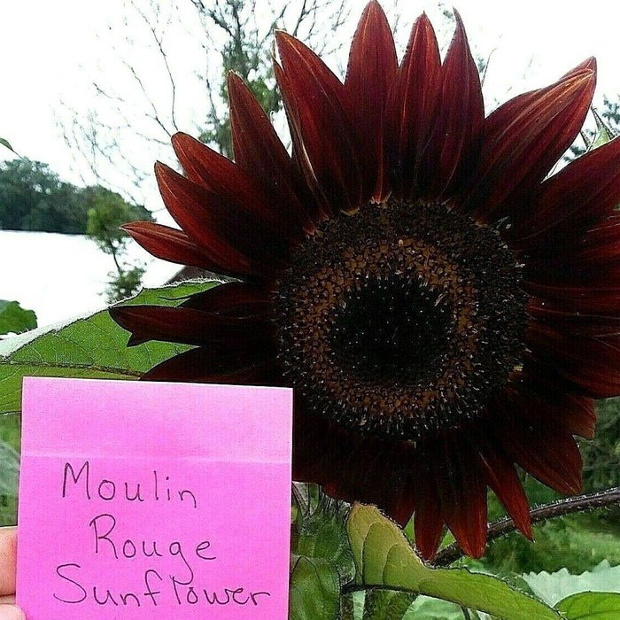 Moulin Rouge Sunflower Seeds