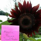 Moulin Rouge Sunflower Seeds