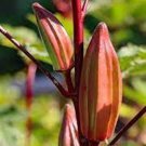 Alabama Red Okra Seeds
