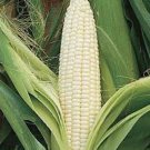 Silver Queen Corn Seeds