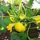 Squash Yellow Bush Scalloped Seeds