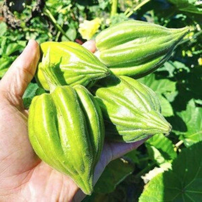 Motherland Okra Seeds