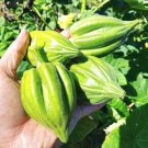 Motherland Okra Seeds