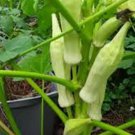 Silver Queen Okra Seeds