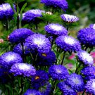 Aster Blue And White Bicolor 30 Seeds