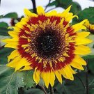 The Joker Sunflower Seeds Loads Of Medium & Small Heads