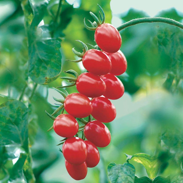 Santa Cherry Tomato Seeds