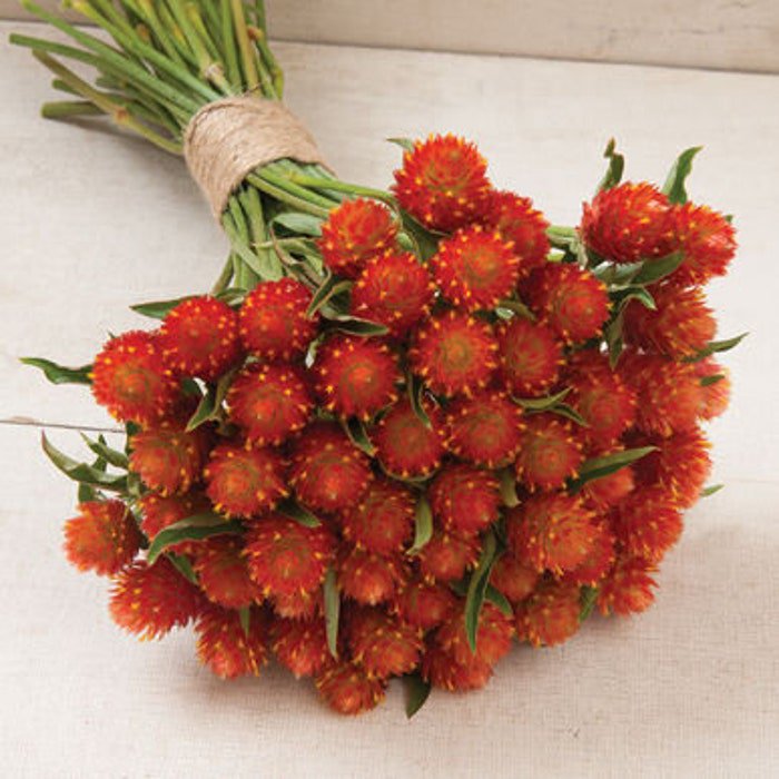 Pure Orange Gomphrena Seeds