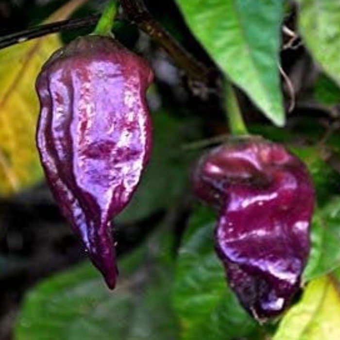 Purple Ghost Pepper Seeds Capsicum Chinense Bhut Jolokia
