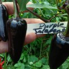 Rare Purple Jalapeno Pepper Seeds