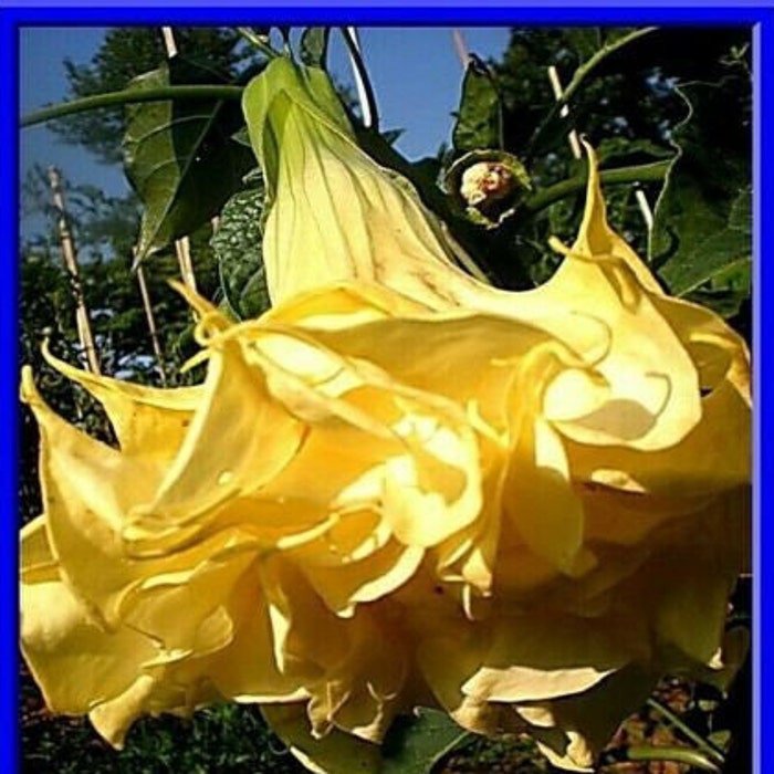 Ballerina Yellow Devil Trumpet Seeds Datura