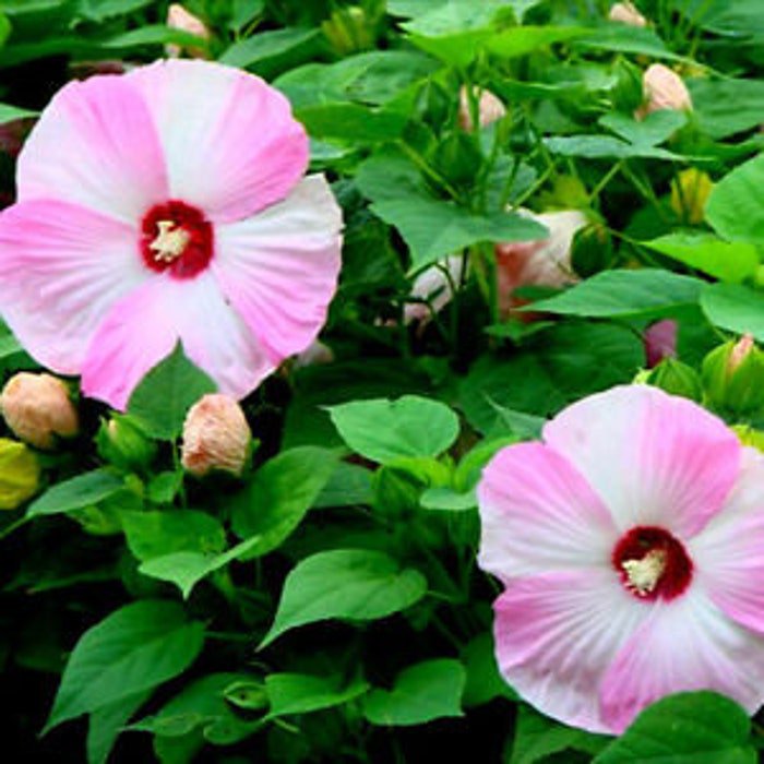 Hardy Luna Pink Swirl Huge Dinnerplate Hibiscus Seeds