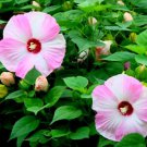 Hardy Luna Pink Swirl Huge Dinnerplate Hibiscus Seeds