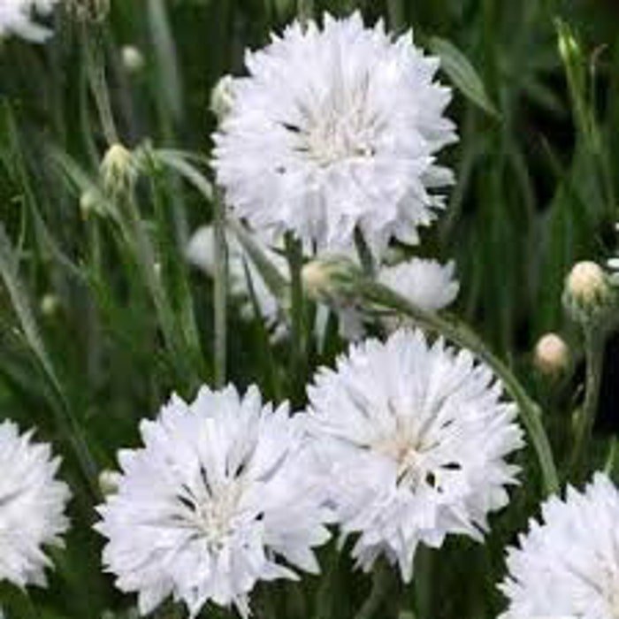 Tall White Cornflower Seeds