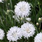 Tall White Cornflower Seeds