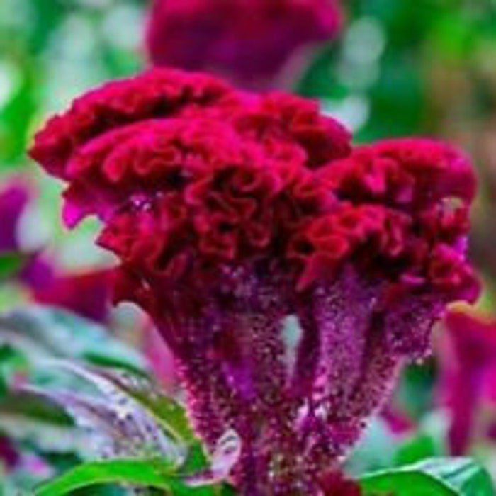 Hot Purple Frilly Head Brain Celosia 30 Seeds