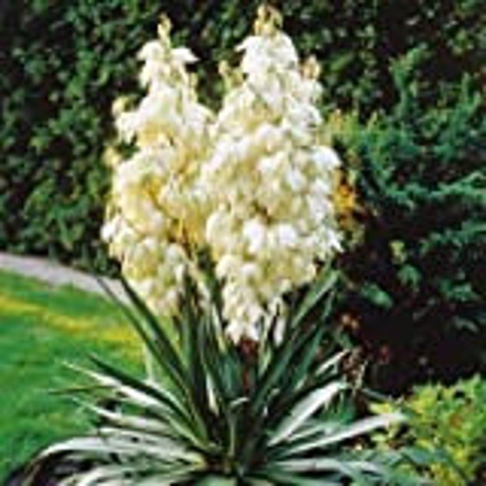 Big Bold Drought Tolerant Yucca 20 Seeds