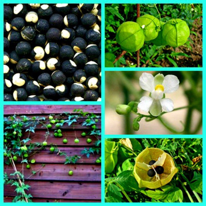 Balloon Vine Seeds