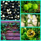 Balloon Vine Seeds