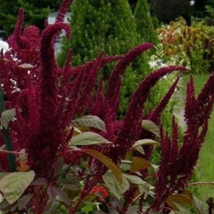 Opopeo Amaranth Seeds