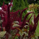 Opopeo Amaranth Seeds